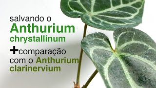 Salvando o Anthurium crystallinum e Comparação com Anthurium clarinervium  Flay [upl. by Awra]