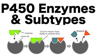 P450 Enzyme System Inducers Inhibitors amp Subtypes [upl. by Atires]