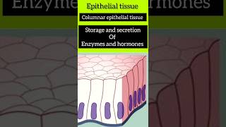 Epithelial Tissue  Animal Tissue class 9 revise its type amp functions 🤯 in seconds animal tissue [upl. by Yevre]