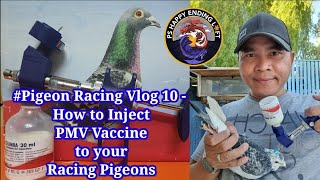 PIGEON RACING VIDEO 10 TUTORIALS ON HOW TO INJECT PMV VACCINE OF YOUR BIRD  Happy Ending vlog Tv [upl. by Gearalt]