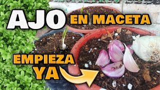 Cómo Cultivar AJOS en CASA sin PARAR 🌱 Guía DEFINITIVA  Germinar y Plantar ajo en Maceta [upl. by Symer]