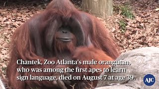 VIDEO RIP Zoo Atlanta’s orangutan Chantek [upl. by Siblee]