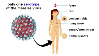 Measles Genus Morbillivirus [upl. by Nimajeb]