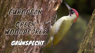 European Green Woodpecker Picus viridis  Grünspecht 5 [upl. by Airahs]