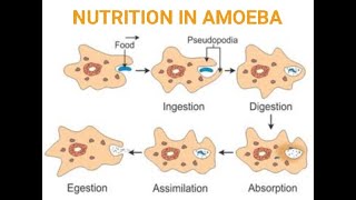 NUTRITION IN AMOEBA AND PARAMECIUMHOLOZOIC NUTRITION WITH EXCBSECLASS 10CHAPTER 6LIFE PROCESSES [upl. by Tija]