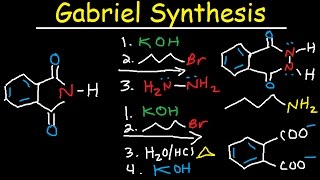 Gabriel Synthesis Reaction Mechanism  Alkyl Halide to Primary Amine [upl. by Corly]