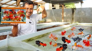 Can 20 Giant Goldfish breed in one small spawning tank [upl. by Sidnarb]