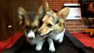 Two Corgis on a Treadmill [upl. by Baptlsta]