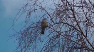 Amsel singt den Frühling ein im Garten [upl. by Halimeda197]