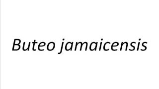 How to Pronounce Buteo jamaicensis [upl. by Davine]