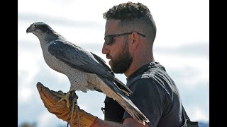 Imprinting Hacking and Hunting a NA Goshawk for Falconry [upl. by Gerrie]