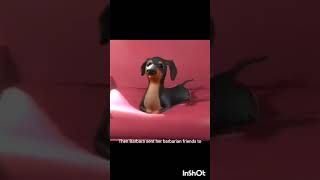 hababa dog sings a song [upl. by Iiette]