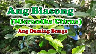 Ang Biasong  Citrus Micrantha  EXTREMEDODS [upl. by Yelnahs781]