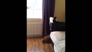 Cat Gives Dog a Massage shorts [upl. by Kozloski]