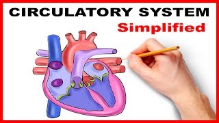 Circulatory System Physiology Heart Simplified [upl. by Campney684]