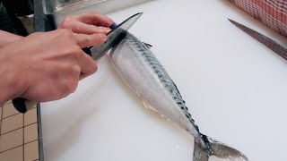 GRAPHIC  How to fillet a fish  Mackerel  Japanese technique  サバのさばき方 [upl. by Davidson]