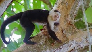 Capuchin Monkeys  Wild Caribbean  BBC Earth [upl. by Fergus56]