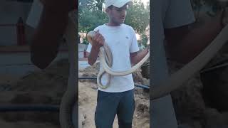 shortfeed snakebite snakebait shortsfeed youtubeshort trendingnow ytshorts [upl. by Giraldo59]