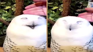 Cute Snow Owl Really Loves Petting [upl. by Rider]