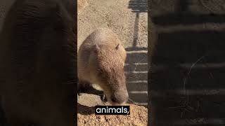 Capybaras are crepuscular animals meaning they are most active during dawn and dusk [upl. by Aeet]