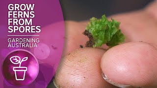 The dark art of propagating ferns from spores  Wow to  Gardening Australia [upl. by Fayina]