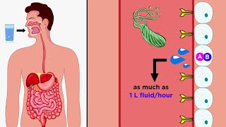 Vibrio Cholerae amp Vibrio Vulnificus for the USMLE Step 1 [upl. by Elna]