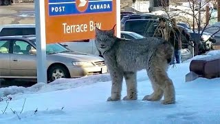 Lynx spotted at post office [upl. by Ajnin]