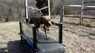 DOG TREADMILL  The Original Dog Trotter [upl. by Kinom]