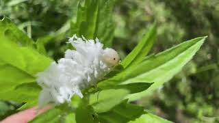 Butternut Woollyworm Sawfly Larvae [upl. by Aryc]