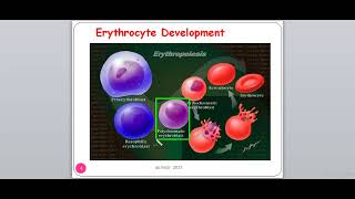 lecture 3 Erythropoiesis part 1 [upl. by Annadiane]