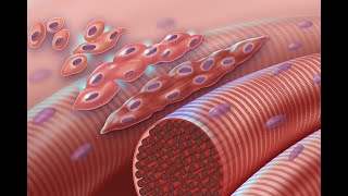 Embryologysomitogensis amp myogenesis by Professor Hayder Jawad Mubarak [upl. by Esir]