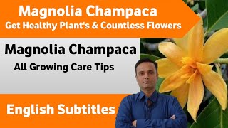 💚 All About Magnolia Champaca Care Tips English ParasAdenium [upl. by Wash]