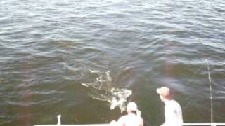 Maryland Fishing  2 Rockfish at Once [upl. by Calvano]