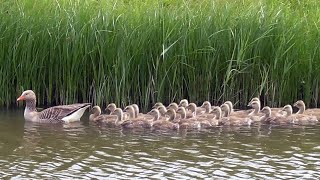 Greylag Goose Call Goslings and Bathing [upl. by Boorer446]