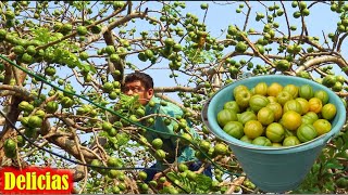 Delicias de la Mixteca La CIRUELA Amarilla Exquisita Jugosa y Deliciosa [upl. by Dryden]