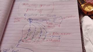 Olfactory Nerve pathway [upl. by Schapira]