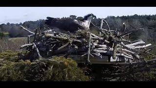 The Ospreys of Poole Harbour [upl. by Adnir]