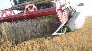 original claas lexion video 600 580 Żniwa 2013 barniewice harvest 2013 poland [upl. by Trub]