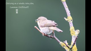 Common Chiffchaff chirping on a rainy day [upl. by Axela]