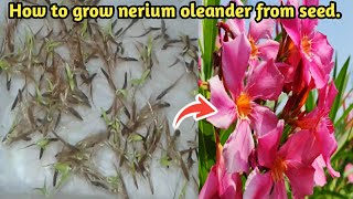 Grow Nerium oleander Plant from Seed at Home  How to Grow Kaner Plant Seed [upl. by Kit]