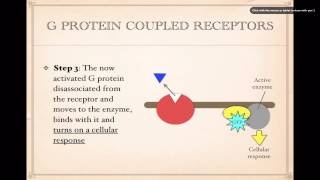 Cell SignalingG Protein Coupled Receptors [upl. by Inalan]