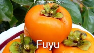 Growing a grafted Persimmon Tree  Fuyu  Dwarfing techniques [upl. by Okuy]