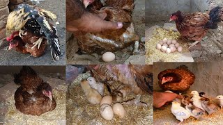 🥳Hen Laying 8 Eggs 5 baby Chicks Hatched Complete Process vlog chicks [upl. by Atreb228]