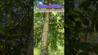 Daun Salam Rempah Spesial Nusantara [upl. by Glynn]