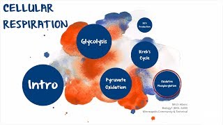 Oxidative Phosphorylation [upl. by Wrennie]