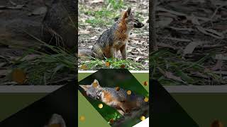 🦊Zorro Isleño 🦊 Misterios y Maravillas de un Habitante Único [upl. by Diley]