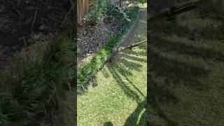 String Trimmer Lawn Edging Liriope lawncare shorts grasscutting lawncaretips entertainment [upl. by Christan617]