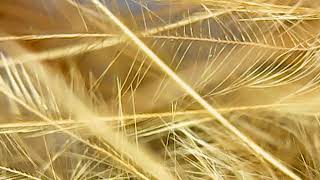 Feather Under Electron Microscope Science and Nature Chicken Feather Under the Microscope [upl. by Sair]