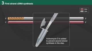 NEBNext Ultra II Directional RNA Workflow [upl. by Eimmaj]