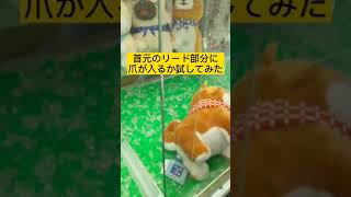 【クレーンゲーム】豆柴3兄弟のぬいぐるみを取る方法 How to take a stuffed animal of 3 Mameshiba Inu brothers Shorts [upl. by Naashom]